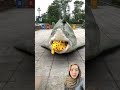 hiu dan kucing makan sampai kenyang #shorts #funny #fish #shark #comedy #trending