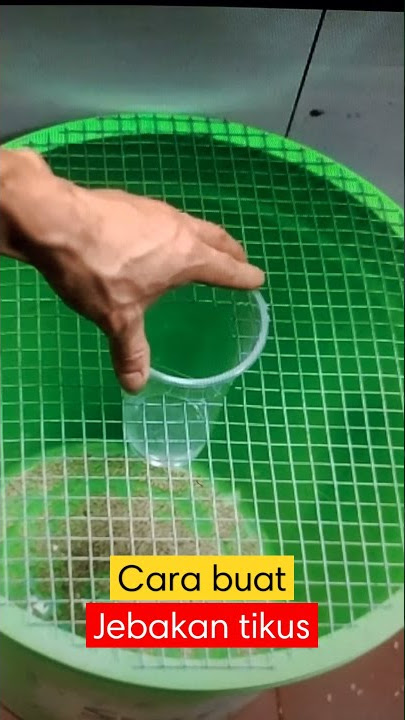 Mouse trap | jebakan tikus #shorts