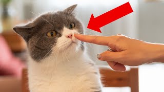 How Much Does Your Cat Trust You? Do This Thing and Find Out!