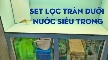 Lọc tràn dưới hồ Cá rồng | Setup vật liệu lọc nước trong vắt