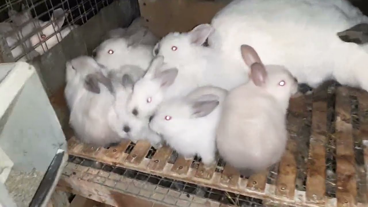 DAMAZLIQ DOVŞANLAR SATILIR.sifariş.055-307-71-20.