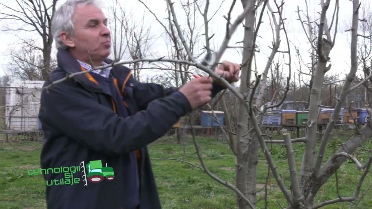 VIDEO Tăierile de rodire la pomii fructiferi primăvara - Ghid complet 1 VIDEO Tăierile de rodire la pomii fructiferi primăvara - Ghid complet YouTube player