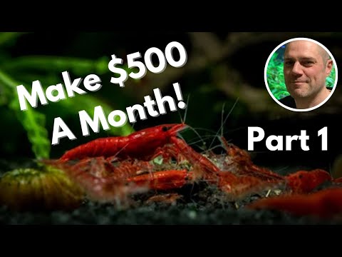 Breeding Shrimp For Profit In 2023 - How To Make Money As A Shrimp Breeder!