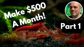 Breeding Shrimp For Profit in 2023  How to make money as a shrimp breeder!