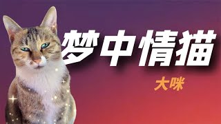 “最聪明的猫“大咪：通人性懂人话干人活，不愧300万人梦中情猫