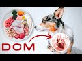 Can The Raw Diet Cause DCM? (Dilated Cardiomyopathy)