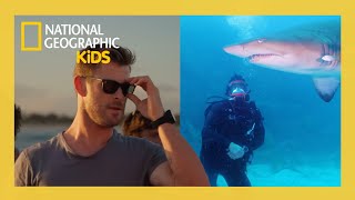 shark beach with chris hemsworth full episode natgeokids