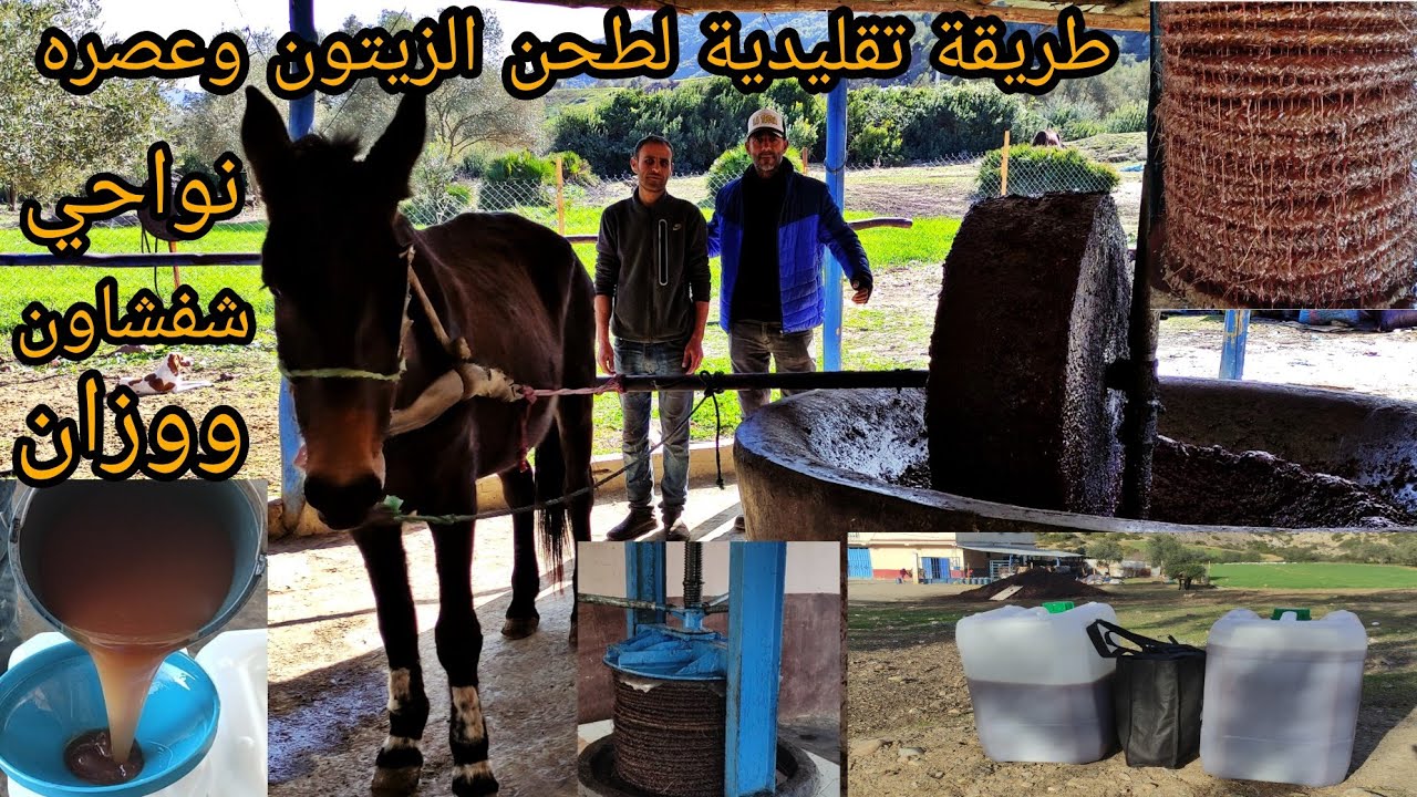 طريقة تقليدية لإخراج زيت الزيتون،وثمن اللتر الواحد بعد طحنه