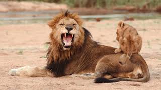 Collection: Lovely and Playful Moments of Lions