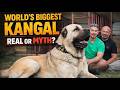 The Biggest Kangal Dog in the World | He Raised a Lion… Not a Dog!