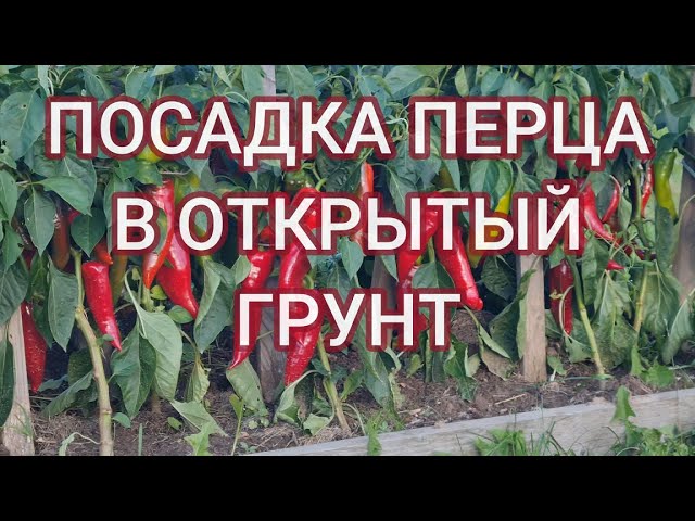 ПОСАДКА ПЕРЦА В ОТКРЫТЫЙ ГРУНТ