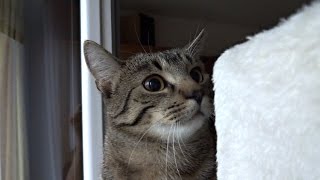 Kitten's eye pupils get excited! by Jonasek The Cat 11,950 views 8 years ago 59 seconds