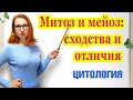 Митоз и мейоз: сходства и отличия