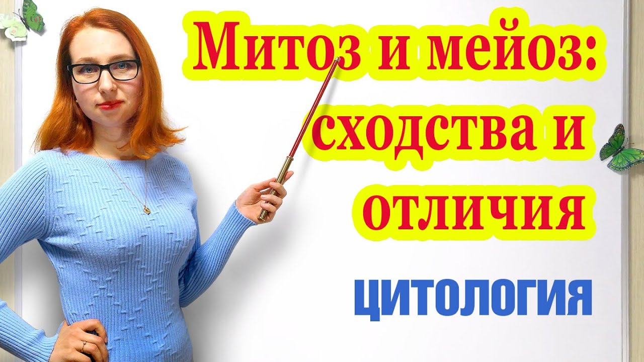 Митоз и мейоз: сходства и отличия - YouTube
