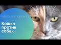 РАБОТА ЗООПСИХОЛОГА - Кошка против собак: как примирить &quot;двух заклятых врагов&quot;.