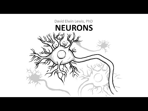 3.1 Neurons