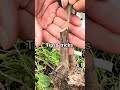 Here's an easy grafting technique for fast growth#craf #diy #gardening #plants #propagationplants