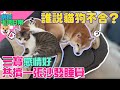 會吸毛孩的沙發?三寶一起窩在上面睡覺｜奈家日常｜【柴犬Nana(奈奈)和阿楞】