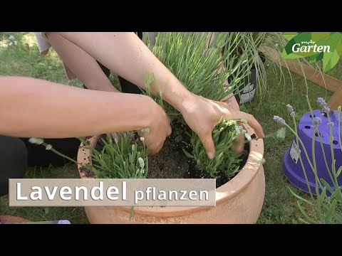 Video: Alternativen zu Kreppmyrten - Gibt es Pflanzen, die der Kreppmyrte ähnlich sind?