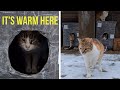 After the Snowstorm: Checking on Street Cats in Their New Homes at -15°C ❄️🐾 | Love Street Cats
