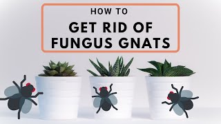 How to Get Rid of Fungus Gnats on Indoor Plants