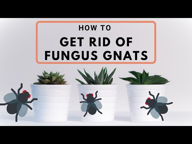 How to Get Rid of Fungus Gnats on Indoor Plants - YouTube