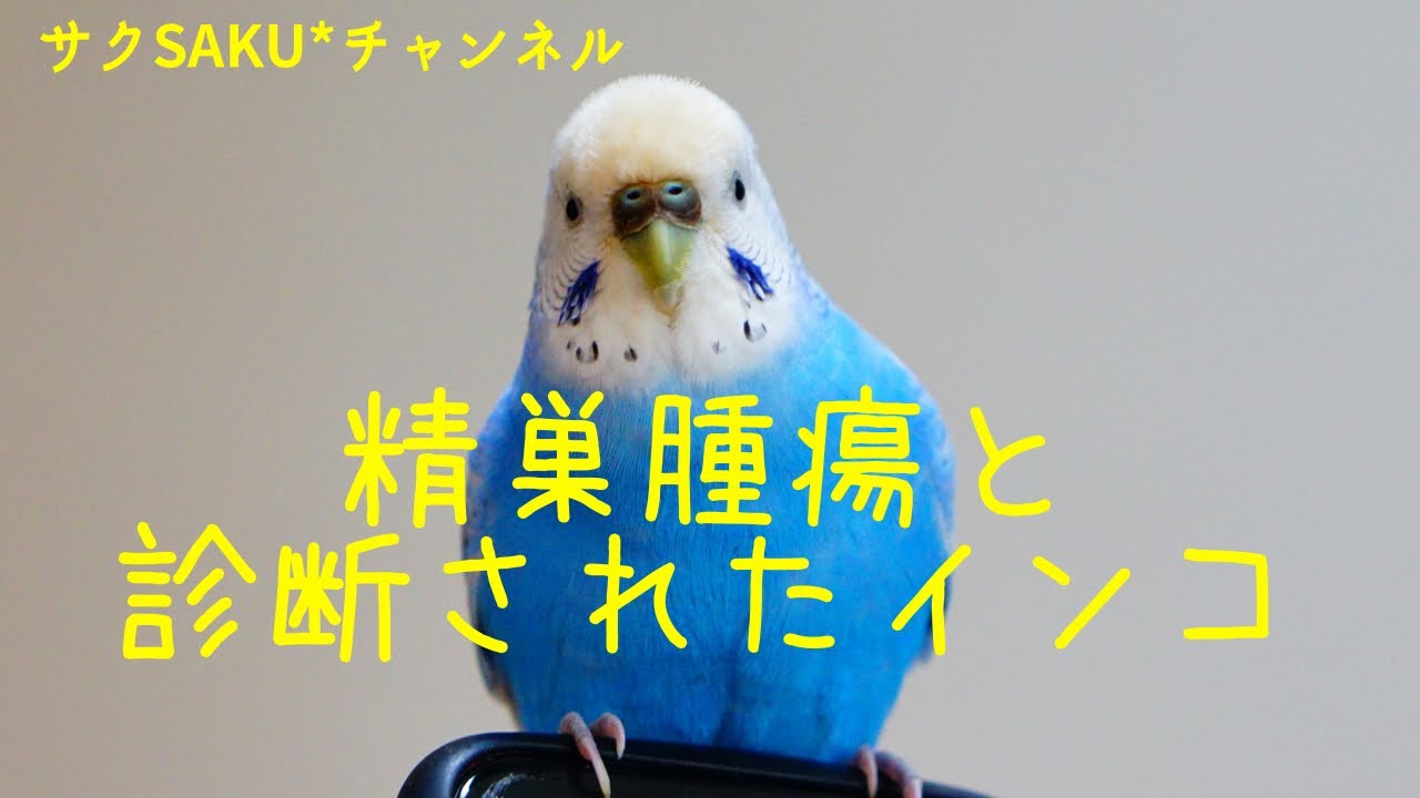 vol.228『精巣腫瘍と診断されたインコ』セキセイインコのサクちゃん