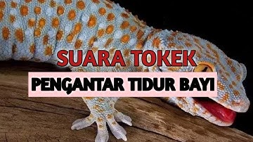 Cận Cảnh Rõ Nét Con Tắc Kè - Hình Ảnh Và Tiếng Tắc Kè Kêu - Picture And Sound Of Tokay Gecko #5