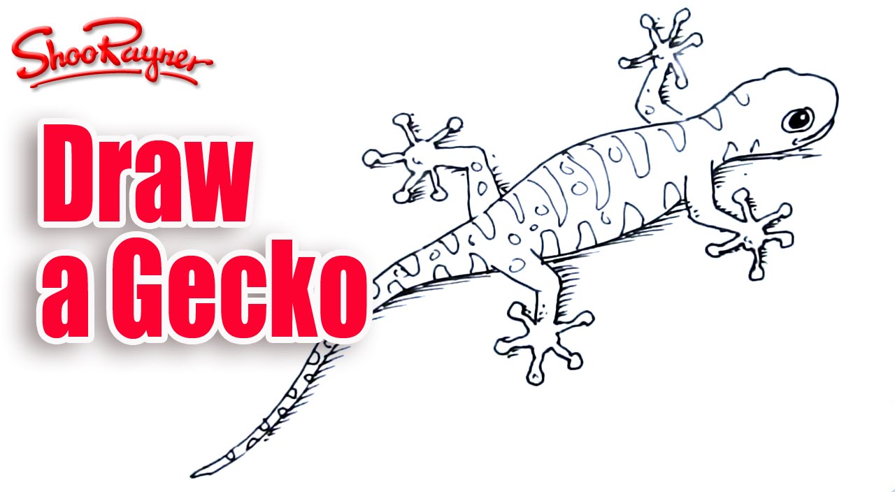 Featured image of post Cool Gecko Drawings Every day new 3d models from all over the world