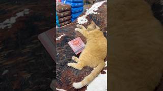 Kemphaandag Voor Haar