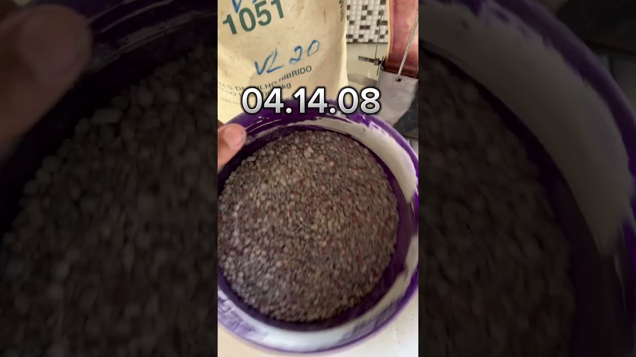 Início do Plantio de milho, variedade AG 1051,NPK 04.14.08 