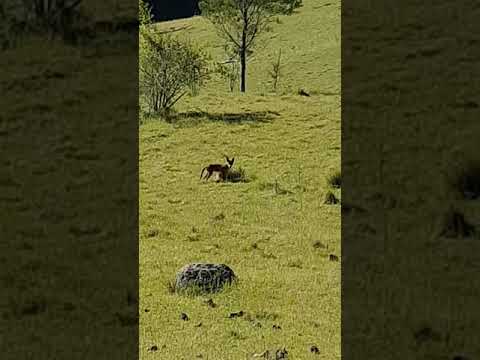 Itchy Bum Fox