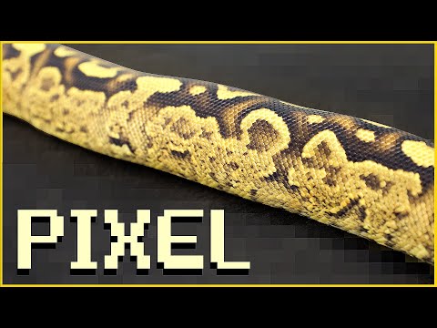 Introducing the Pixel gene! Don’t Take This New Codom for "Granite” | JKR Morphs 101
