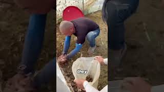 #TikTokLearningCampaign #locusts #insects #farming From crop destroyer to protein farm
