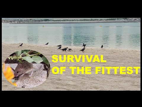 S70_SURVIVAL OF THE FITTEST || TEMPLETON || SEAGULL VS CROW || JANUARY 21,2022