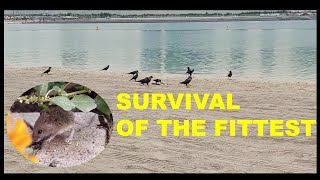 S70_SURVIVAL OF THE FITTEST || TEMPLETON || SEAGULL VS CROW || JANUARY 21,2022