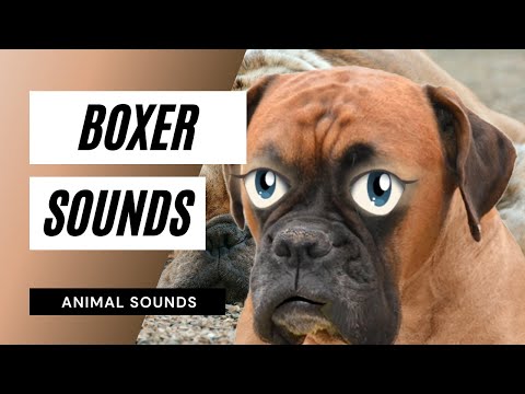 the-animal-sounds:-boxer-barking---sound-effect---animation