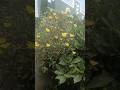 సిరిసిరిమువ్వలు విరిసిన పువ్వులు, 🌿🌺🌼🏵️