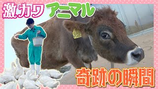 【激カワアニマル】アヒルの可愛すぎる奇跡の瞬間お見せします