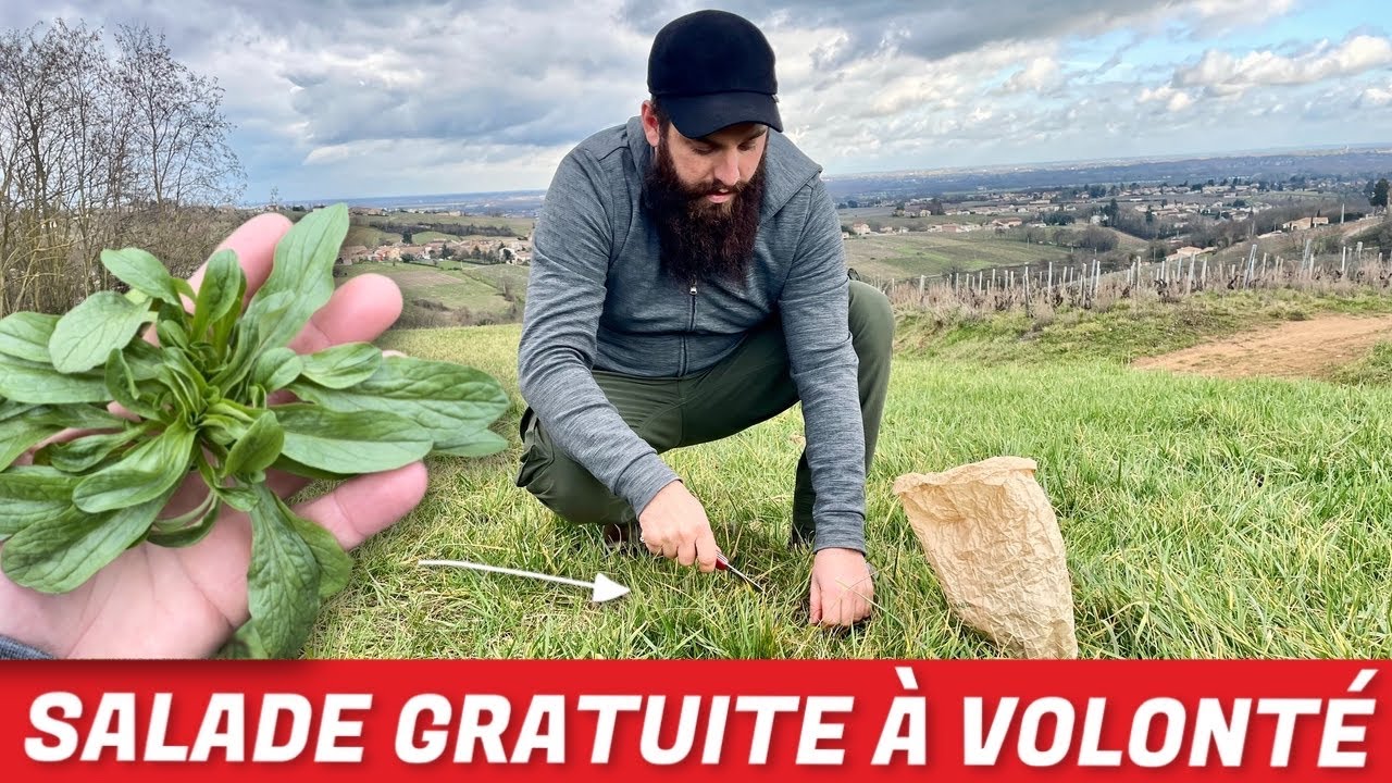 Plante sauvage comestible : trouver et cuisiner la doucette (mâche sauvage comestible).