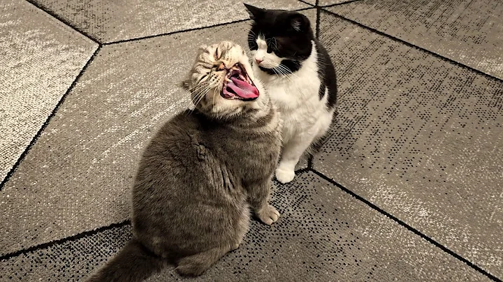 Video 10089151: grey british shorthair male, adorable cats