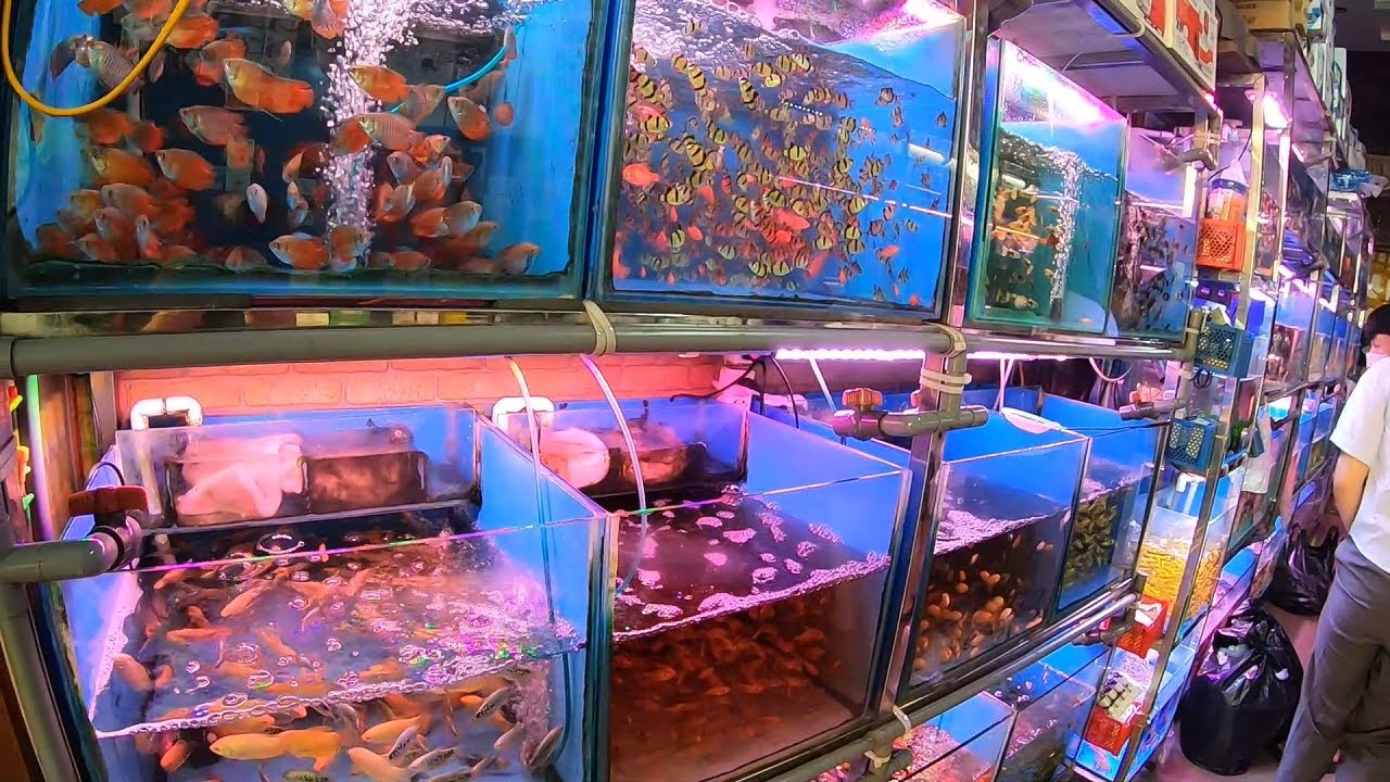 Добро пожаловать на рынок аквариумных рыбок в Хайфоне — один из крупнейших и самых оживлённых рынков