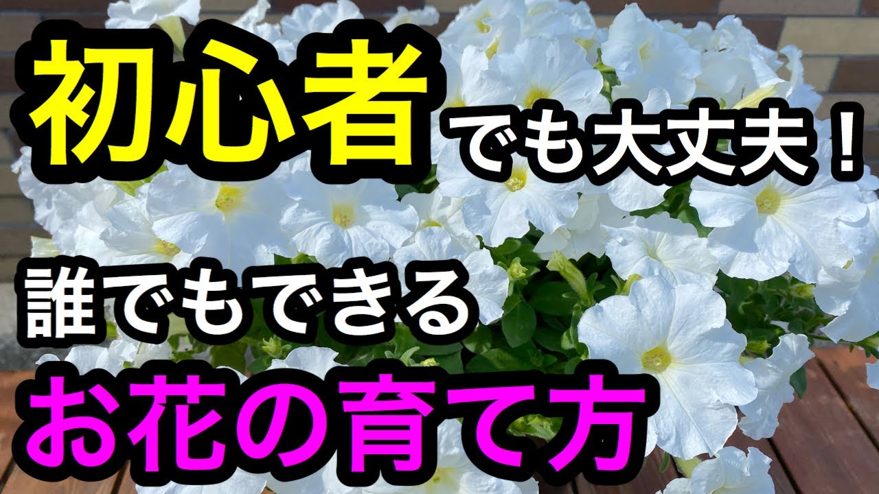 誰でもできるお花の育て方 もう大丈夫 基本のきほん Youtube