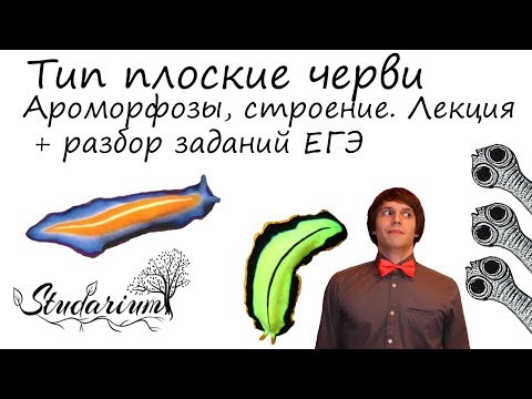 Плоские черви. Ароморфозы, строение. Лекция и разбор заданий ЕГЭ