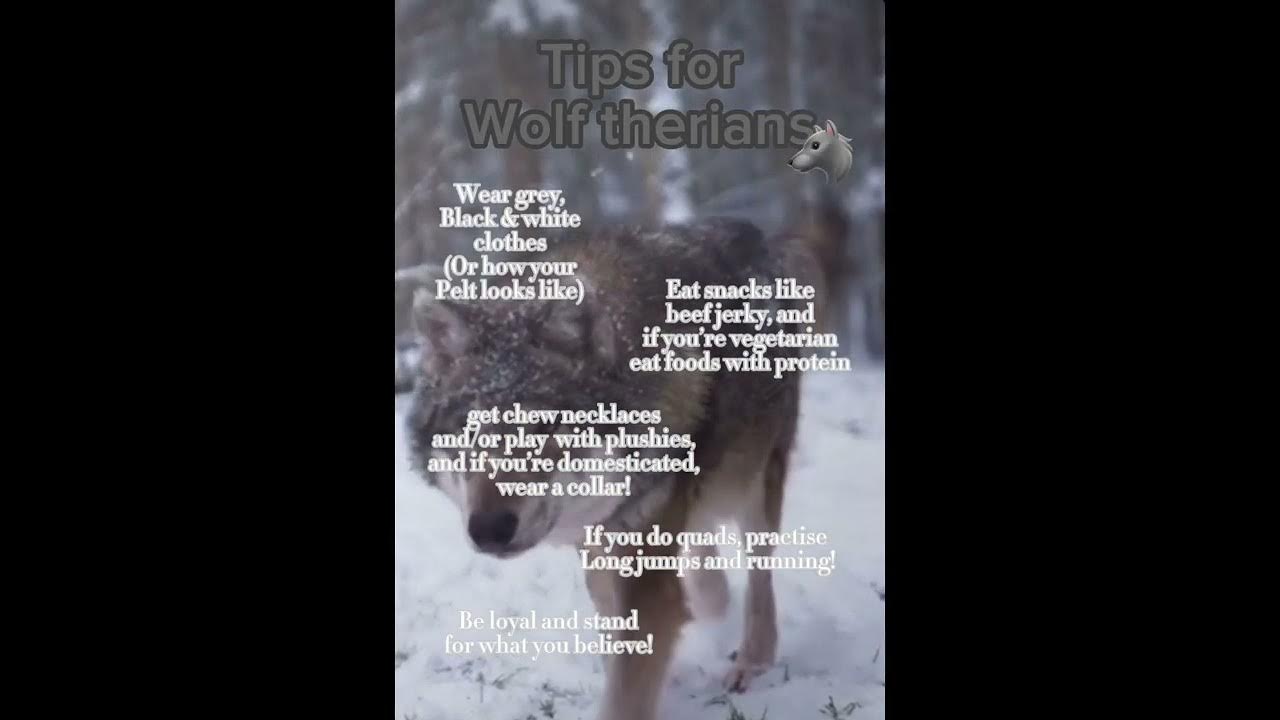 Tips for Wolf therians! - YouTube
