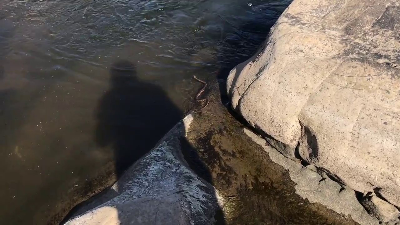 justo y bueno Northern Watersnake, non venomous, Missouri.