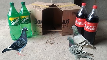 You ever Know about Installing Bird Trap Use 3 Minute Only –Easy Trap With Cardboard Box & Coca Cola