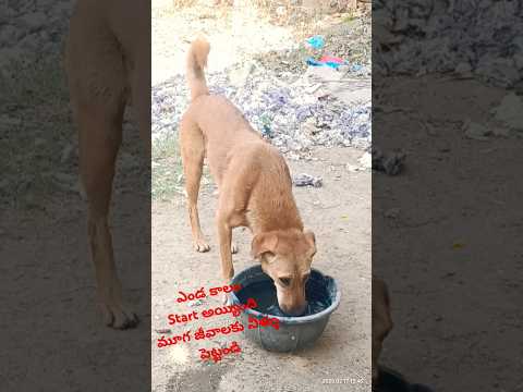 #doglover #nkchary #trendingshorts #youtubeshorts