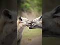 The Truth About Hyenas Will Shock You 🤯 #shorts #explore #trending #hyena