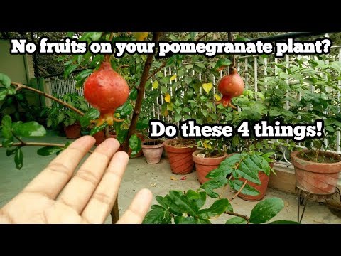 Pomegranate plant is not fruiting?. 4 tips to get fruits from pomegranate plant!